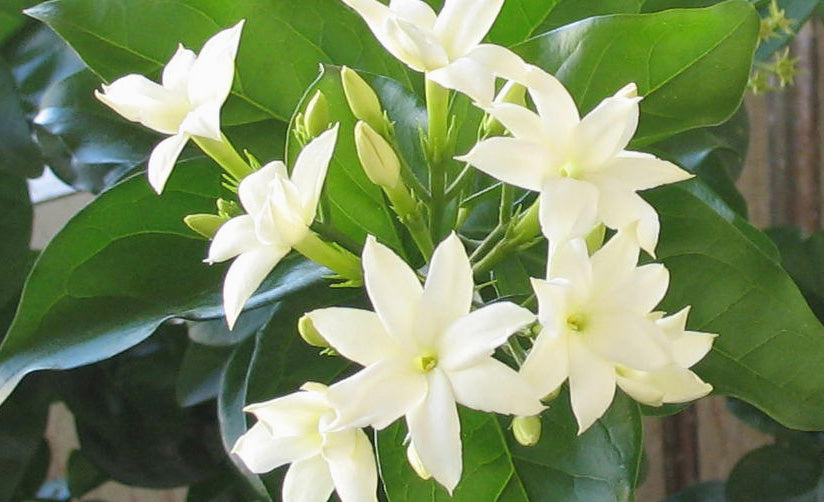 jasmine blossoms